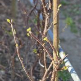 Johannisbeer 2026-03-19 13.56.